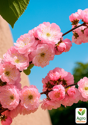 Декоративный Миндаль "Луизеания трехлопастная"