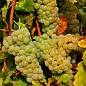 Виноград вегетирующий винный "Йоханитер" 