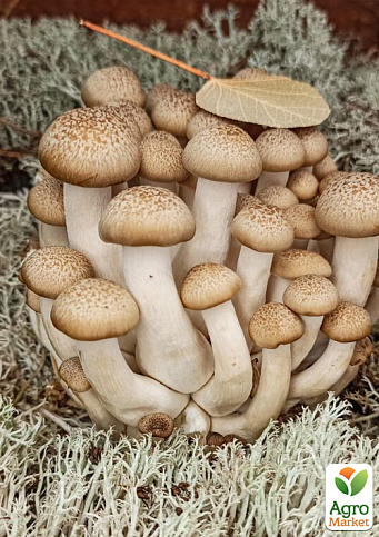 Сухой зерновой мицелий "Шимеджи" 10г