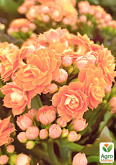 Каланхоэ Блоссфельда "Coral" (Kalanchoe Blossfeldiana) (Нидерланды)29
