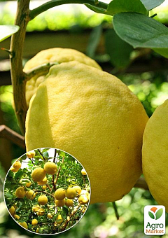 Ексклюзив! Лимон яскраво жовтий "Володар сонця" (Lord of the sun) (преміальний високоврожайний сорт)1