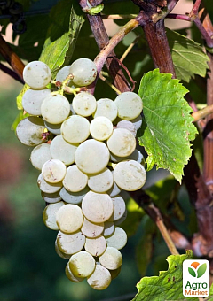Виноград "Соверен Тіара" (винний ранній сорт)1