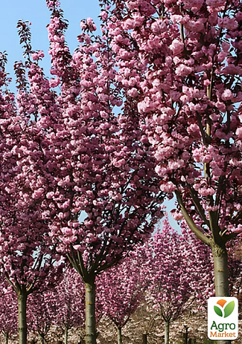 Сакура на штамбі "Роял Бургунді" (вік від 2-х років, висота 130-160см)