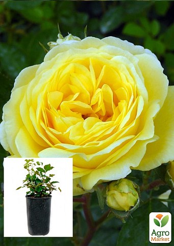 Троянда в контейнері чайно-гібридна "Yellow Meilove" (садник класу АА+)