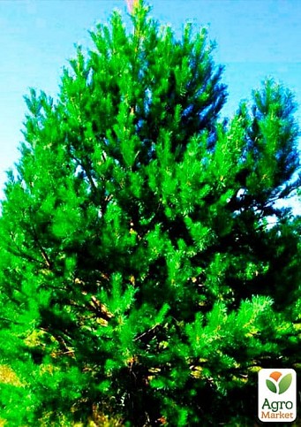 Сосна Шотландская "Scots Pine" (быстрорастущая) горшок P9 - фото 2