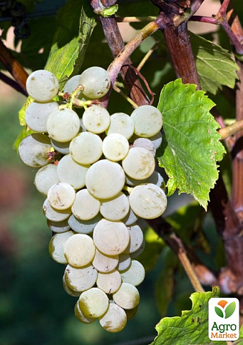 Виноград "Соверен Тиара" (винный ранний сорт)