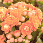 Каланхоэ Блоссфельда "Coral" (Kalanchoe Blossfeldiana) (Нидерланды)