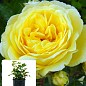 Троянда в контейнері чайно-гібридна "Yellow Meilove" (садник класу АА+)