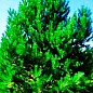 Сосна Шотландская "Scots Pine" (быстрорастущая) горшок P9 купить