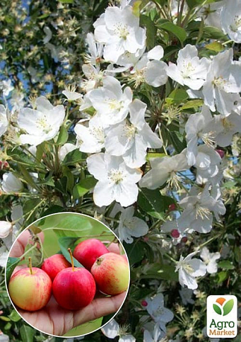 LMTD Яблоня райское "Adirondack" высота 50-70см