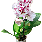 Орхидея (Phalaenopsis) "Cascad Leo" высота 35-45см