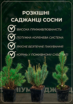 Сосна Карликовая "Pumilio" С3, высота 20-30см11