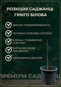 Эксклюзив! Гинкго билоба с блестящей листвой "Доктор Мэдисон" (Doctor Madison) (премиальный, морозостойкий сорт)4