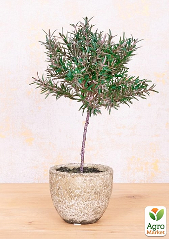 LMTD Розмарин "Ампельний" на штамбі 3-х річний (30-40см)  - фото 5