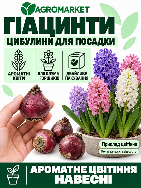 Гіацинт "Splendid Cornelia" 2шт в упаковці