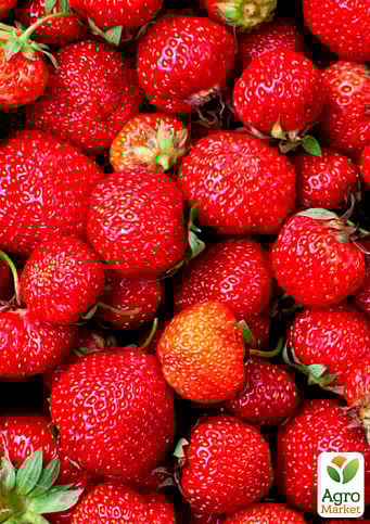 Клубника "Зенга Зенгана" (Senga Sengana) (среднепоздний срок созревания) - фото 5