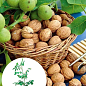 LMTD Орех грецкий привитой "Walnut" высота 90-100см