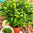 Фікус Бенджаміна (Ficus) "Benjamin"