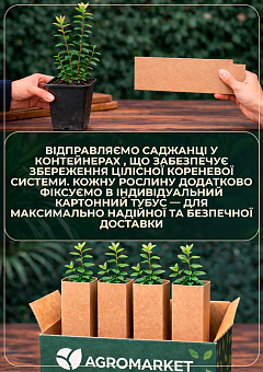 Жимолость 2х-летняя "Бореал Близзард" (поздний срок созревания, крупноплолдный сорт) С1,58