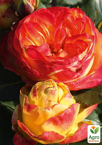 Троянда в контейнері англійська "Вулканіка" (саджанець класу АА+) - фото 2