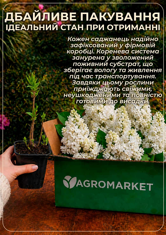 Бузок білий махровий "Мадам Лемуан"