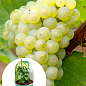 LMTD Виноград "Riesling" (сортовий, укорінений)