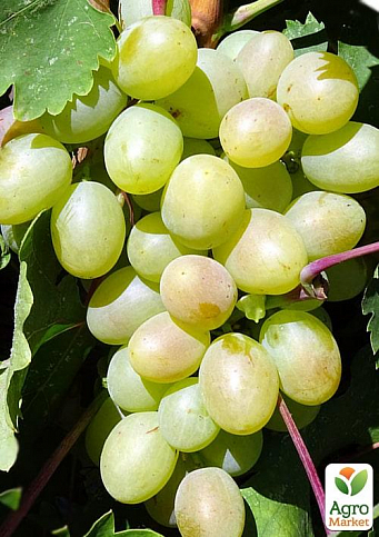 Виноград вегетирующий "Богатяновский" 