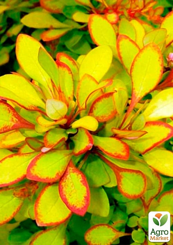 Барбарис Тунберга "Мария"  (контейнер P9) - фото 2