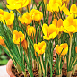 Крокус крупноцветковый "Golden Yellow" укорененный