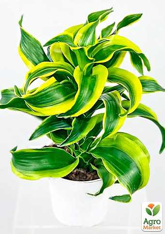 LMTD Драцена "Tornado" (висота 20-30см) - фото 5