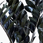 Замиокулькас черный "Raven" (долларовое дерево)  h45-55см цена
