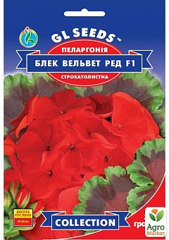 Пеларгонія пестролистная "Блек вельвет ред F1" ТМ "GL SEEDS" 5 гранул2