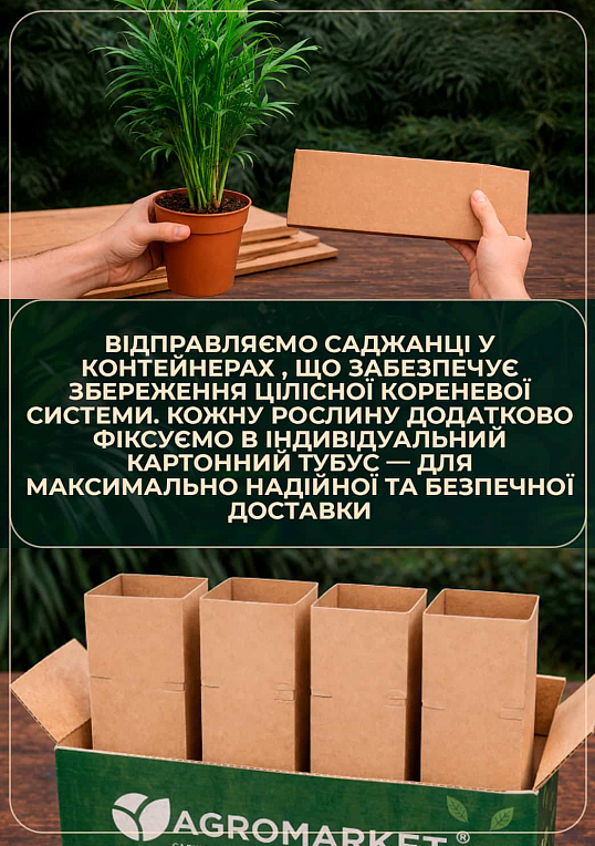 Фикус Эластика "Abidjan" высота 30-40см