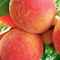 Персик "Лесостепной" (летний сорт, среднего срока созревания)