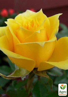 Роза чайно-гибридная "Penny Lane" (саженец класса АА+) высший сорт1