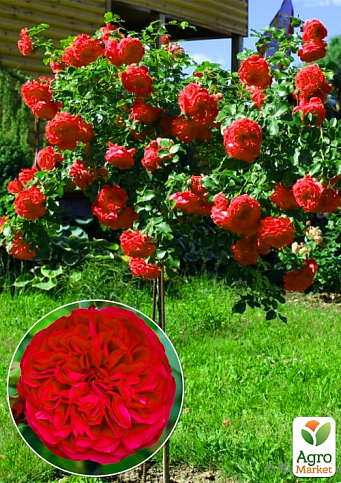 Окулянти Троянди на штамбі «Red Leonardo Da Vinci»