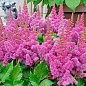 Астильба "Pumila"  цена