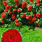 Окулянты Розы на штамбе «Red Leonardo Da Vinci»