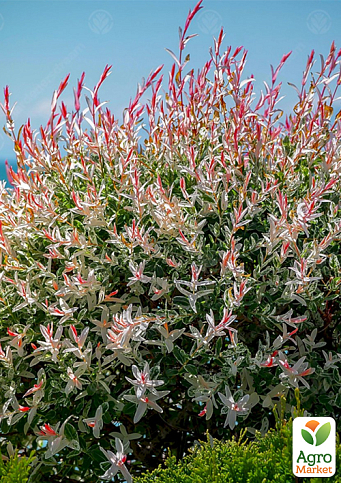 LMTD Ива розоволистная "Flamingo"  - фото 6