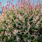 LMTD Ива розоволистная "Flamingo" 