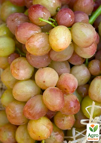 Виноград "Смешарики" (крупный, сочный ярко выраженный мускат)
