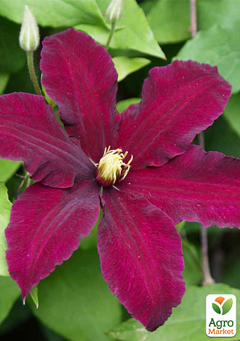 LMTD Клематис 2-х летний "Niobe" (высота 40-60 см) - фото 5