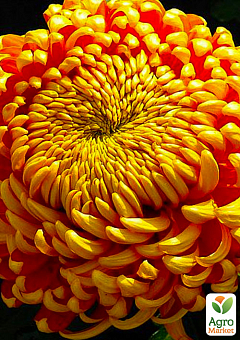 Хризантема  "Hanenburg" (низкорослая крупноцветковая)2