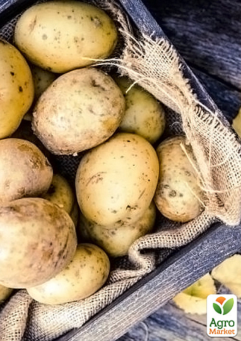 Картопля "Орла" насіннєва ультрарання (1 репродукція) 1кг