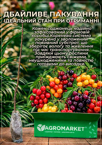 Черешня колоновидная "Яхим (Jachim)" - фото 3