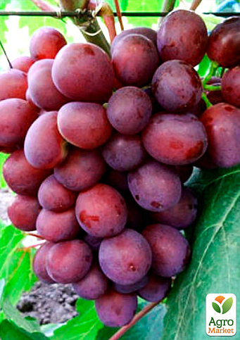 Виноград "Пам'яті Вчителя" (надранній термін дозрівання, ягоди не тріскаються і дуже великі) - фото 4