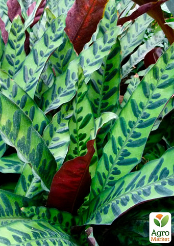 Калатея "Lancifolia" висота 45-55см - фото 3