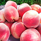 Персик "Эрли ред" (летний сорт, ранний срок созревания)