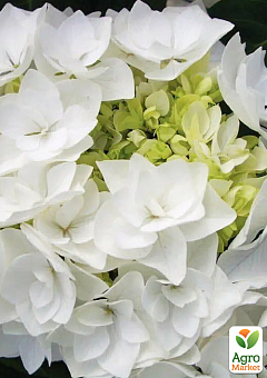 Гортензия цветущая крупнолистная "Доппио Бьянко" (Hydrangea macrophylla Doppio Bianco) вазон С1,53