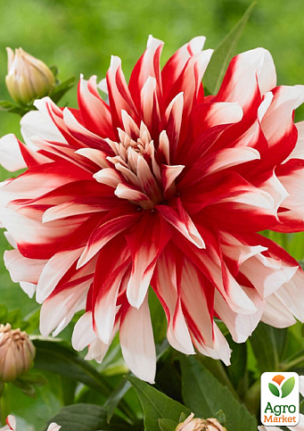 Жоржина "Dynamite" (гігантська квітка)